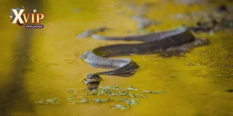 Nằm mơ thấy rắn đang bơi đánh số nào may mắn